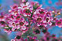 Geraldton Wax Flower